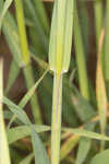 Common oat <BR>Oat